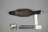 Tyrannus tyrannus image