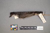 Tyrannus tyrannus image