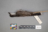 Tyrannus tyrannus image