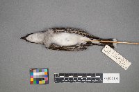 Tyrannus tyrannus image