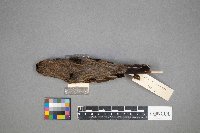 Calamospiza melanocorys image