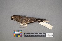 Calamospiza melanocorys image