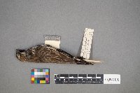 Calamospiza melanocorys image