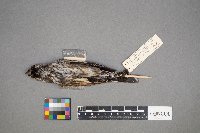 Calamospiza melanocorys image