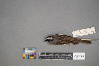 Zonotrichia leucophrys image