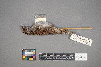 Zonotrichia albicollis image