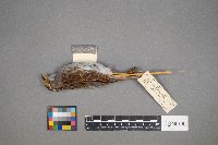 Zonotrichia albicollis image