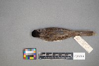 Zonotrichia querula image