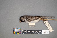 Zonotrichia querula image