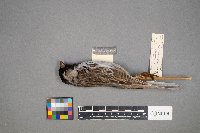 Zonotrichia querula image