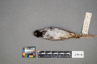 Zonotrichia querula image