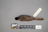 Zonotrichia querula image