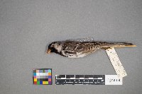 Zonotrichia querula image