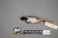 Zonotrichia querula image