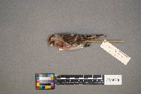 Acanthis flammea image