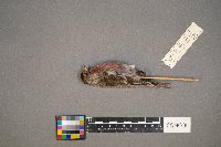 Acanthis flammea image