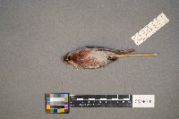 Acanthis flammea image