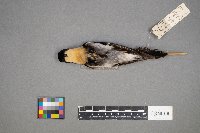 Dolichonyx oryzivorus image