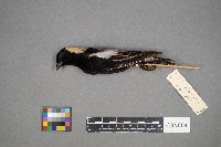 Dolichonyx oryzivorus image