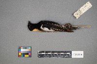 Dolichonyx oryzivorus image