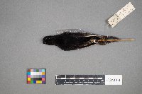 Dolichonyx oryzivorus image