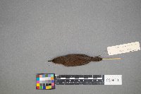 Troglodytes hiemalis image