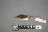 Troglodytes hiemalis image