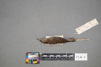 Troglodytes hiemalis image