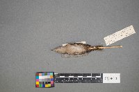 Troglodytes hiemalis image