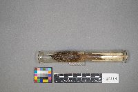 Certhia americana image