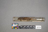 Certhia americana image