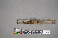 Certhia americana image