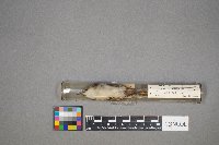 Certhia americana image