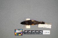 Setophaga ruticilla image