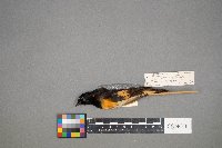 Setophaga ruticilla image