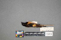 Setophaga ruticilla image