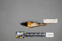 Setophaga ruticilla image