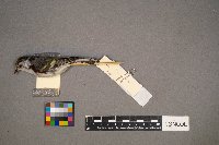 Setophaga pensylvanica image