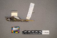 Setophaga pensylvanica image