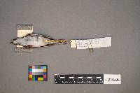 Setophaga pensylvanica image