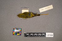 Setophaga petechia image