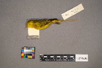 Setophaga petechia image