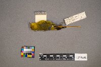 Setophaga petechia image