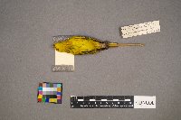 Setophaga petechia image