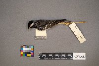 Setophaga striata image