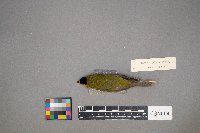 Cardellina pusilla image