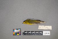 Cardellina pusilla image