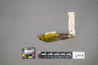 Cardellina pusilla image