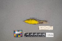 Cardellina pusilla image