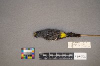 Setophaga coronata image